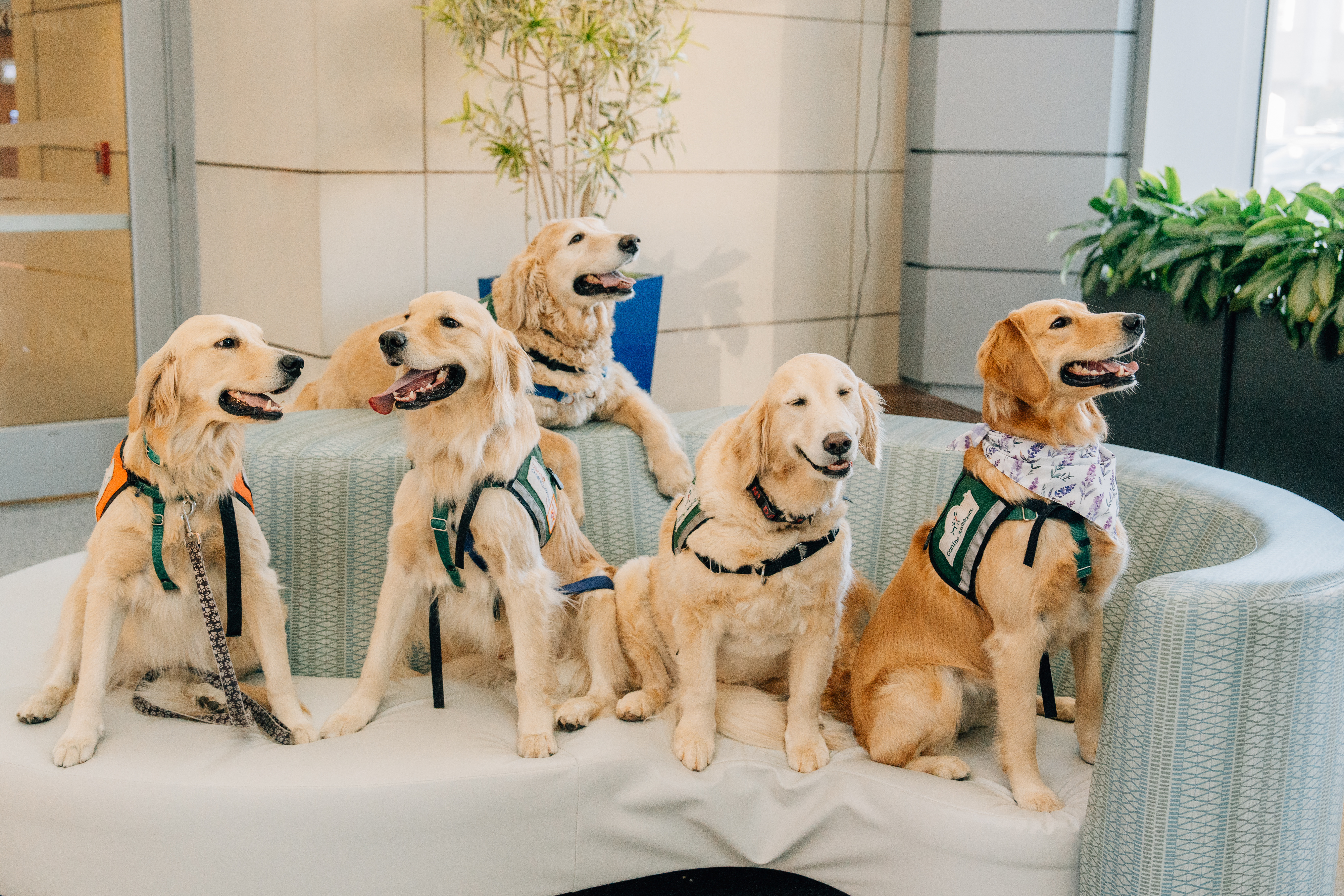 Three Facility Therapy Dogs from Oklahoma Children's Hospital